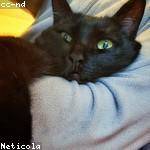 Demond Steuber Profile Picture