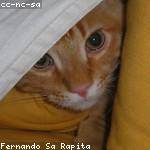 Vincenzo Ward Profile Picture