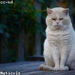 Lurline Schaefer Profile Picture