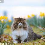 Maxine Lynch Profile Picture