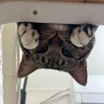 何甯 profile picture