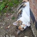 Marcia Corwin Profile Picture