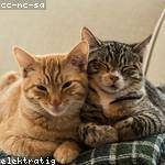 Georgiana Raynor Profile Picture