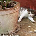 Pierre Collins Profile Picture