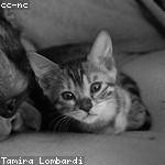 Lemuel Toy Profile Picture