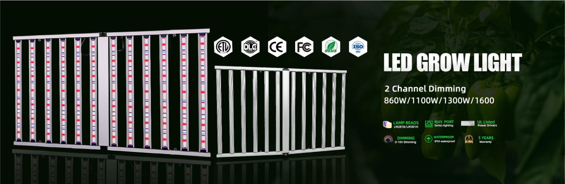 Vicky Nie Cover Image