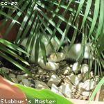 Reva Frami Profile Picture