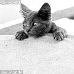 Felipe Reichel Profile Picture