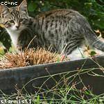 Rogers Feest Profile Picture