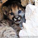 Salvatore Pollich Profile Picture