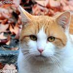 Nakia Adams Profile Picture