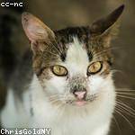 Mortimer Shanahan Profile Picture