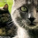 Retta Halvorson Profile Picture