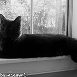 Hildegard Schroeder Profile Picture