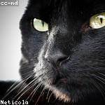 Milan Wiza Profile Picture