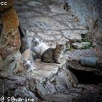 Brendan Steuber Profile Picture