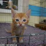 Enrico DuBuque Profile Picture