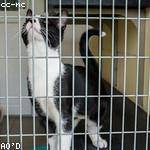 Alysson Jacobson Profile Picture