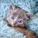 Kennith Spinka Profile Picture