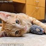 Neil Bashirian Profile Picture