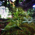 Braden Homenick Profile Picture