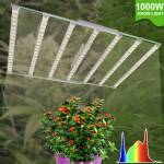 Nicole Yang Profile Picture