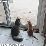 Ross Kling Profile Picture