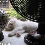 Myles Morar Profile Picture