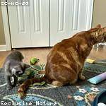 Francisco Stiedemann Profile Picture