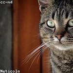 Travon Prosacco Profile Picture