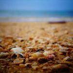 Carole Stamm Profile Picture