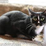 Shayna Crona Profile Picture