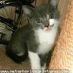 Electa Rutherford Profile Picture