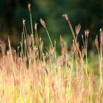 Abagail Dietrich Profile Picture