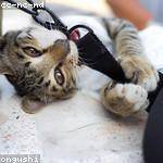 Adriel Mayer Profile Picture