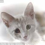 Chauncey Emmerich Profile Picture