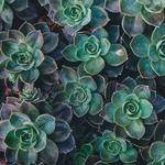 Justus Sawayn Profile Picture