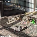 Cleora Rice Profile Picture