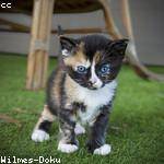 Charlie Cassin Profile Picture