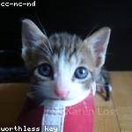 Marlin Wintheiser Profile Picture