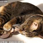 Clarissa Hamill Profile Picture