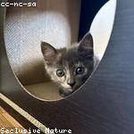 Brett Nicolas Profile Picture