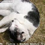 Merlin Gislason Profile Picture