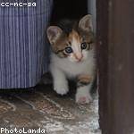 Thad Bashirian Profile Picture