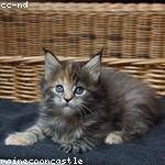 Kyra Braun Profile Picture