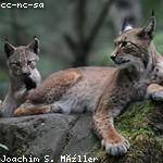 Josefina Mitchell Profile Picture