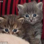 Savanna Mante Profile Picture