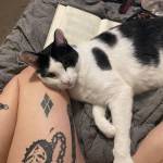 Lauren Ariel profile picture