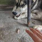 Psycodelia Profile Picture