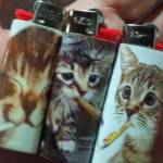 Amapola Caótica Profile Picture